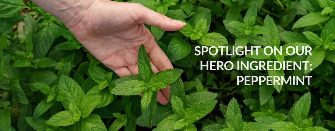 Peppermint Power, The Coolest Ingredient Your Skin & Hair Have Been Missing!