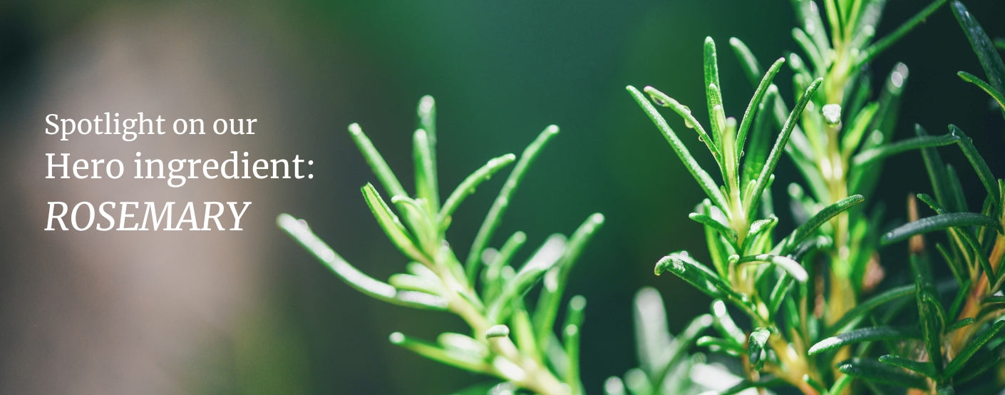 Spotlight on our hero ingredient: Rosemary
