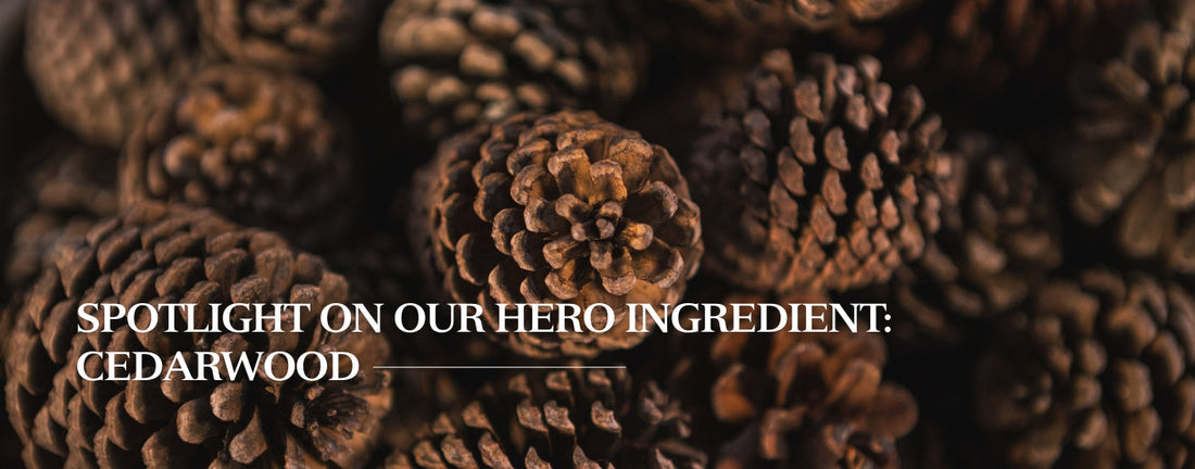 Spotlight on our hero ingredient: Cedarwood