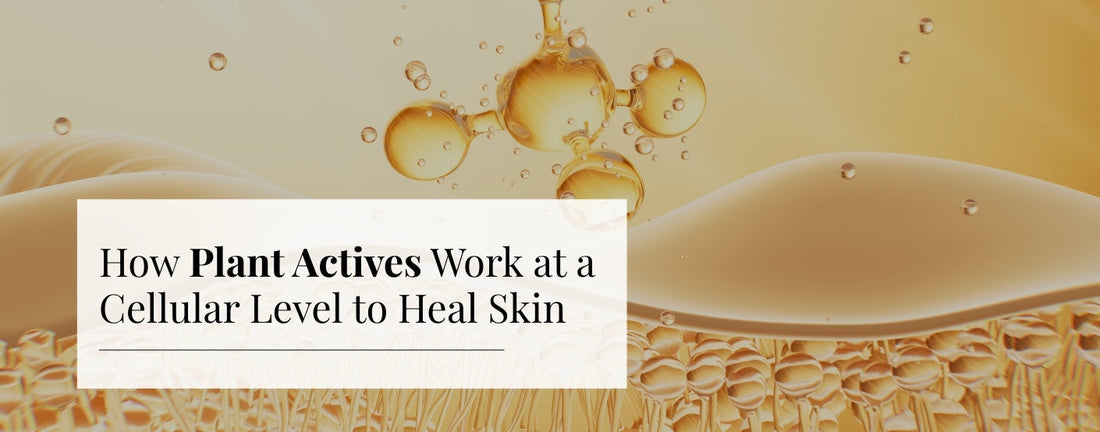 How Plant Active works
