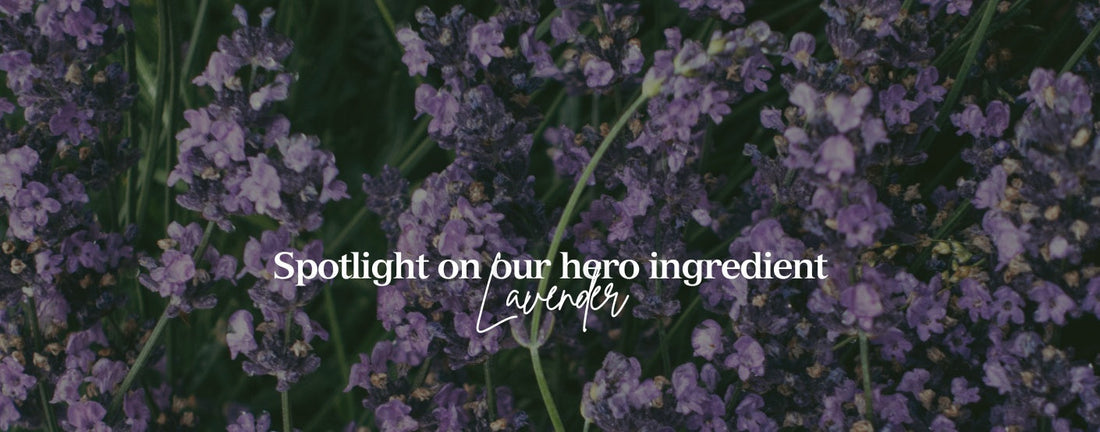 lavender