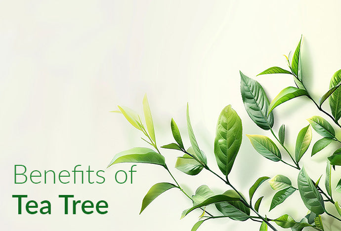 Tea_tree_benefits