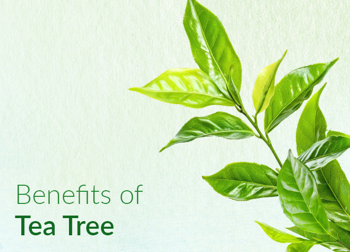 Tea_tree_essential