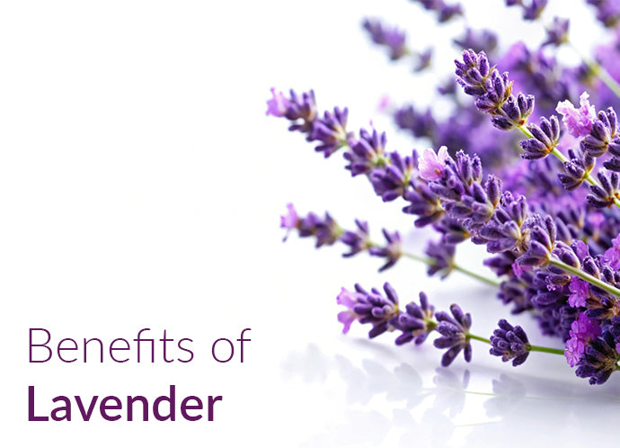 Lavender_essential_oil