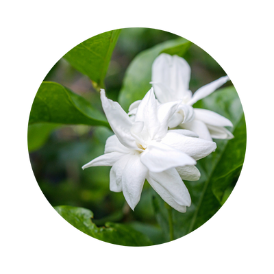 JASMINE