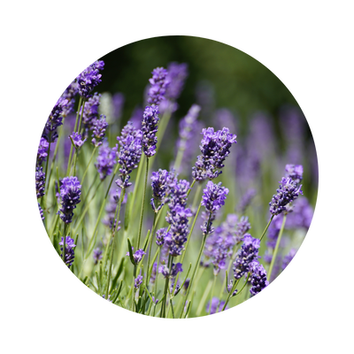 LAVENDER