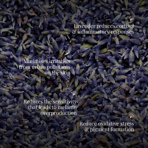 Handmade Cold Processed Organic Lavender Soap