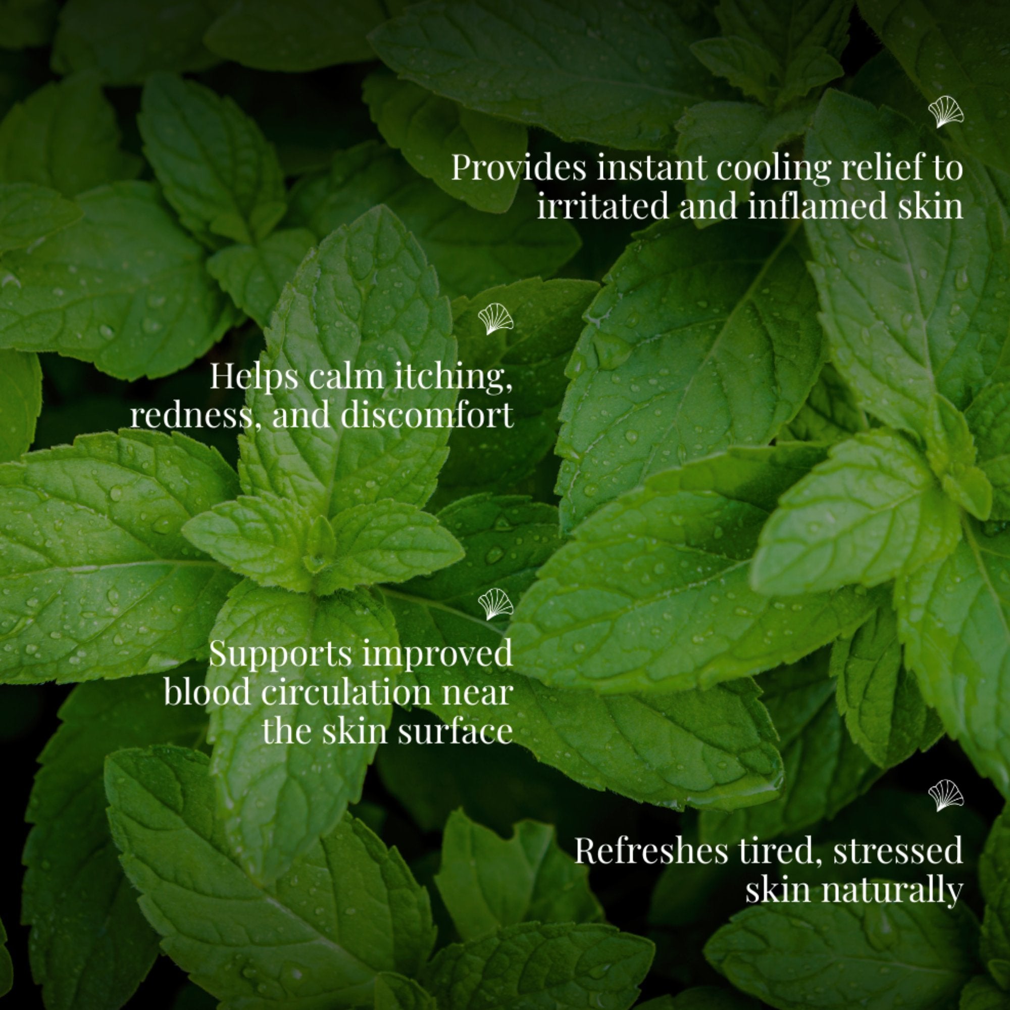 Peppermint Essential Oil | For Soothing Irritated Skin | CAMIA