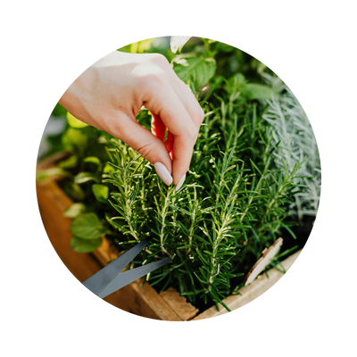 ROSEMARY