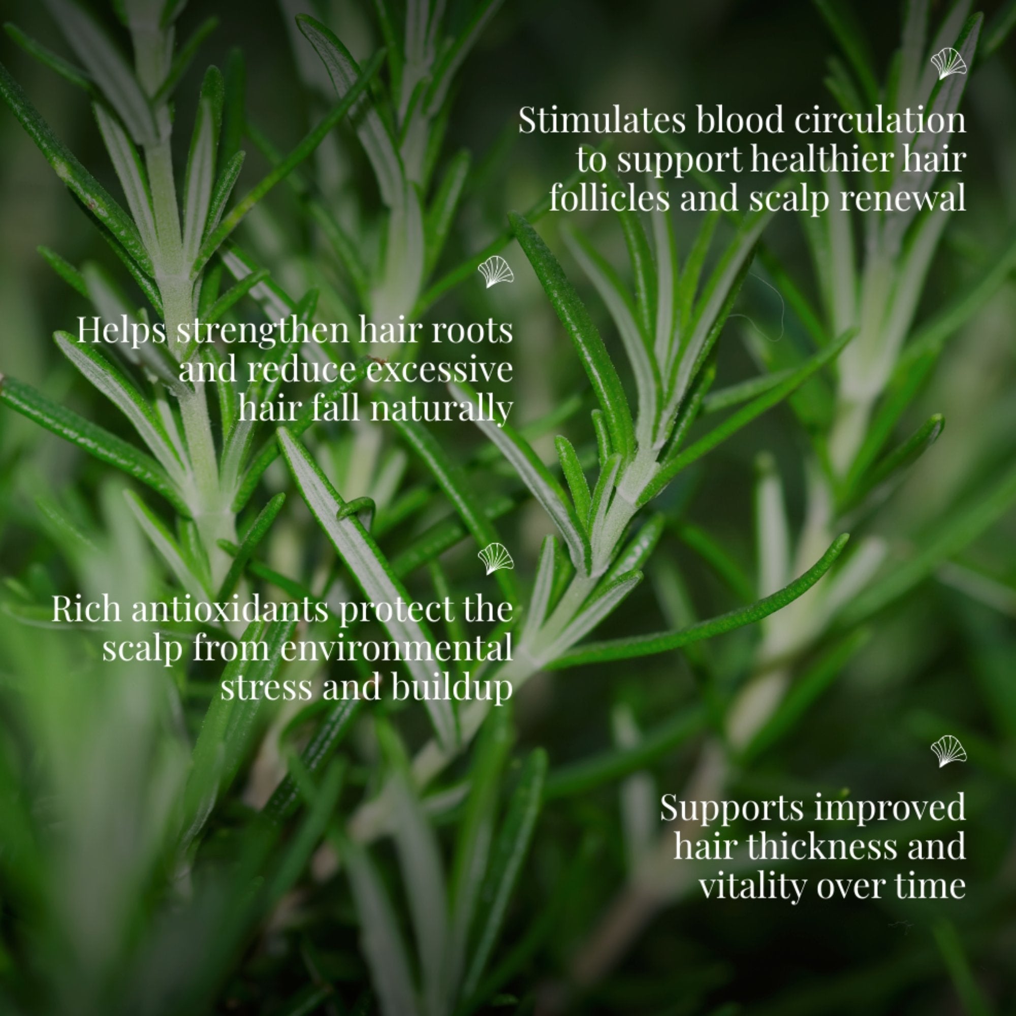 Rosemary Essential Oil | For Hair & Scalp Restoration | CAMIA