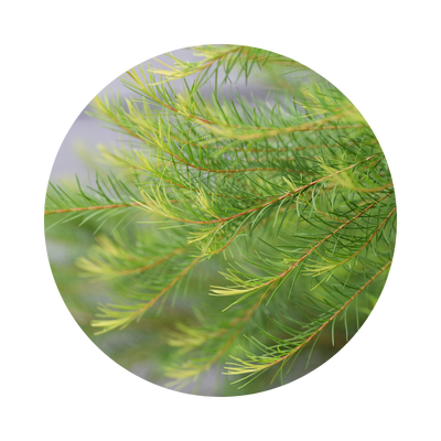 TEA TREE
