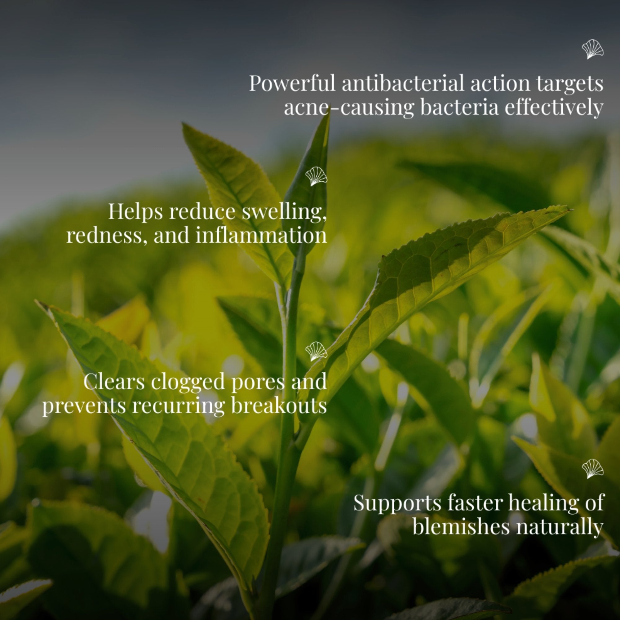 Tea Tree Essential Oil | For Acne & Boils | CAMIA